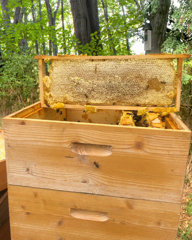 OMNES Bienenstock Imkerei Pillitsch in Sommerein