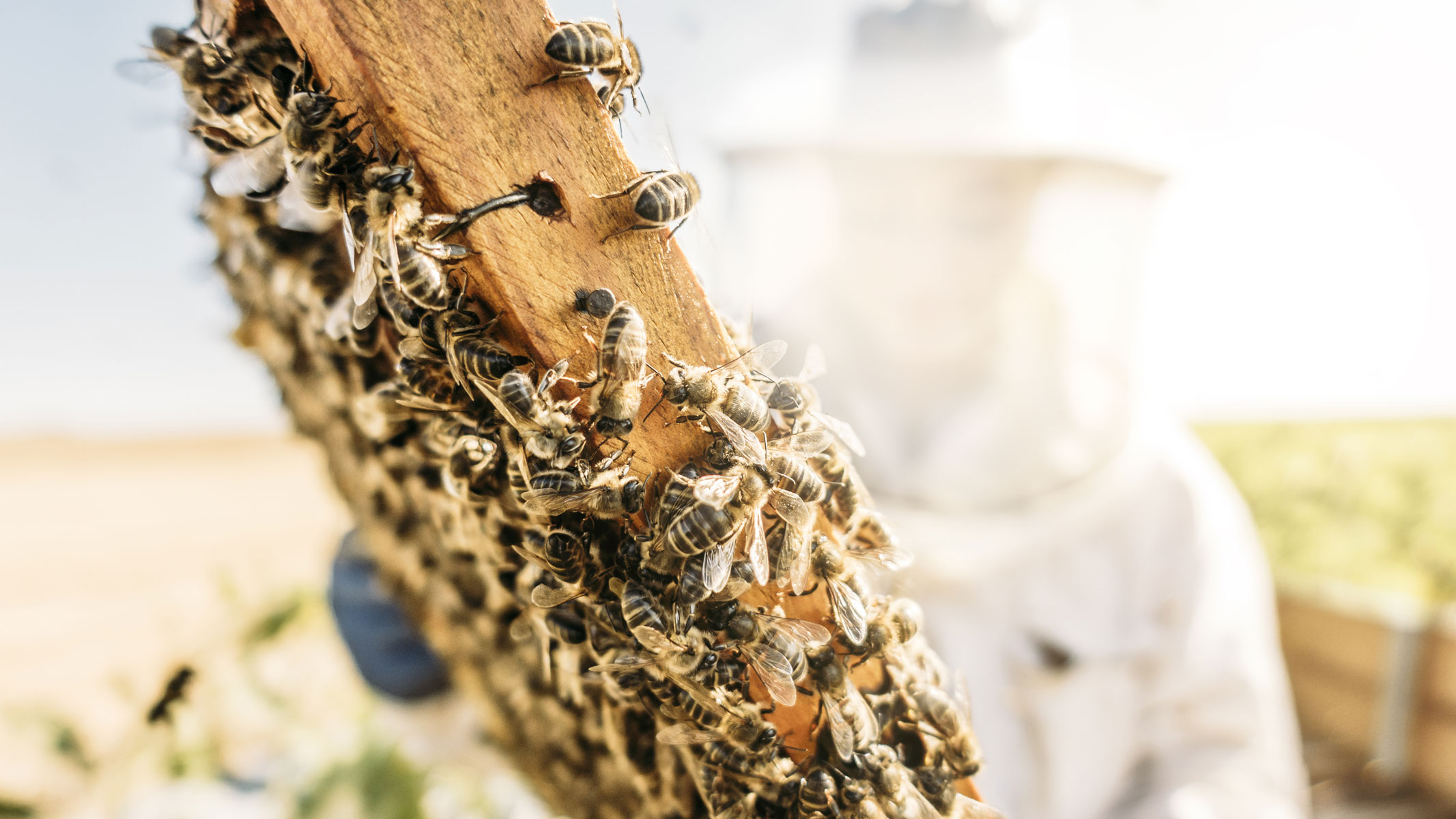 Imkerin mit Bienenvolk Honig Bienen