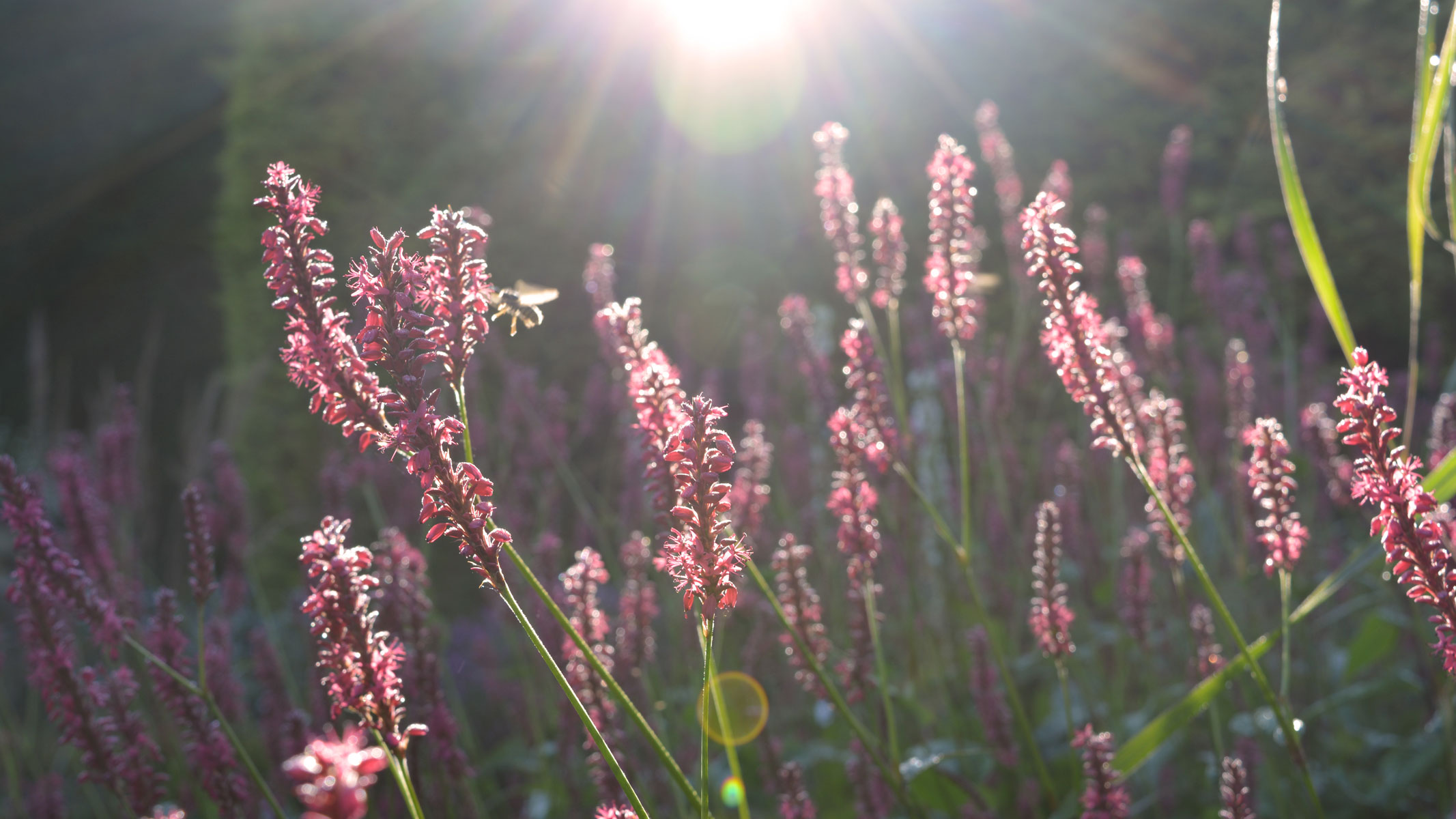 Blumenwiese Bienenwiese